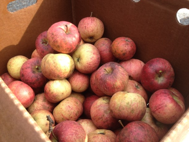 Free apples. I mean, who wouldn't want that?