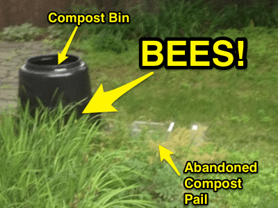bees_in_compost